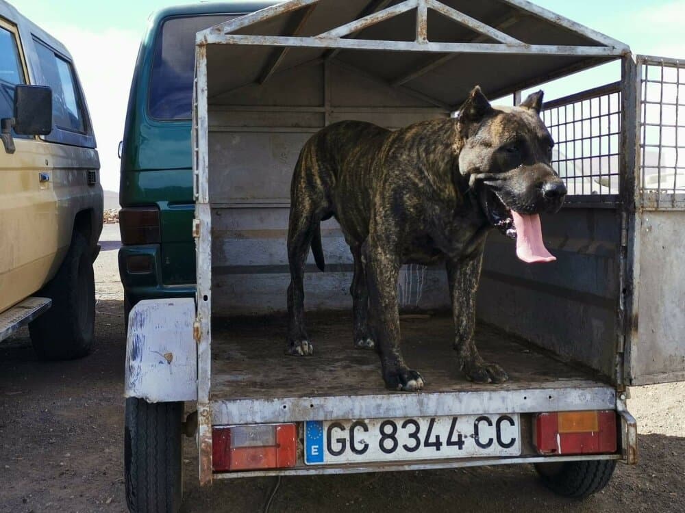 KIMBO DE CASIMIRO 1