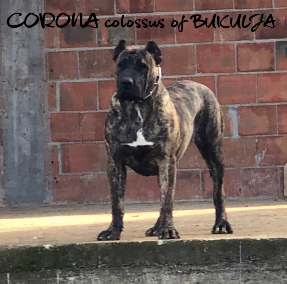 CORONA COLOSSUS OF BUKULJA 1