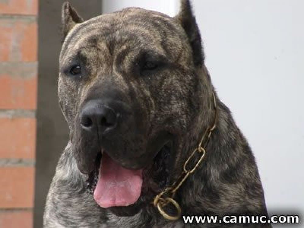 JANE DE CANMUC 1