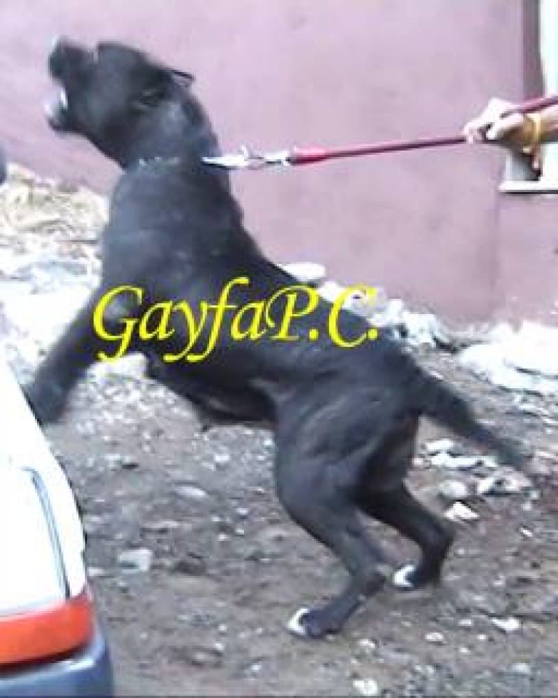 NEGRA DE CASIMIRO 1