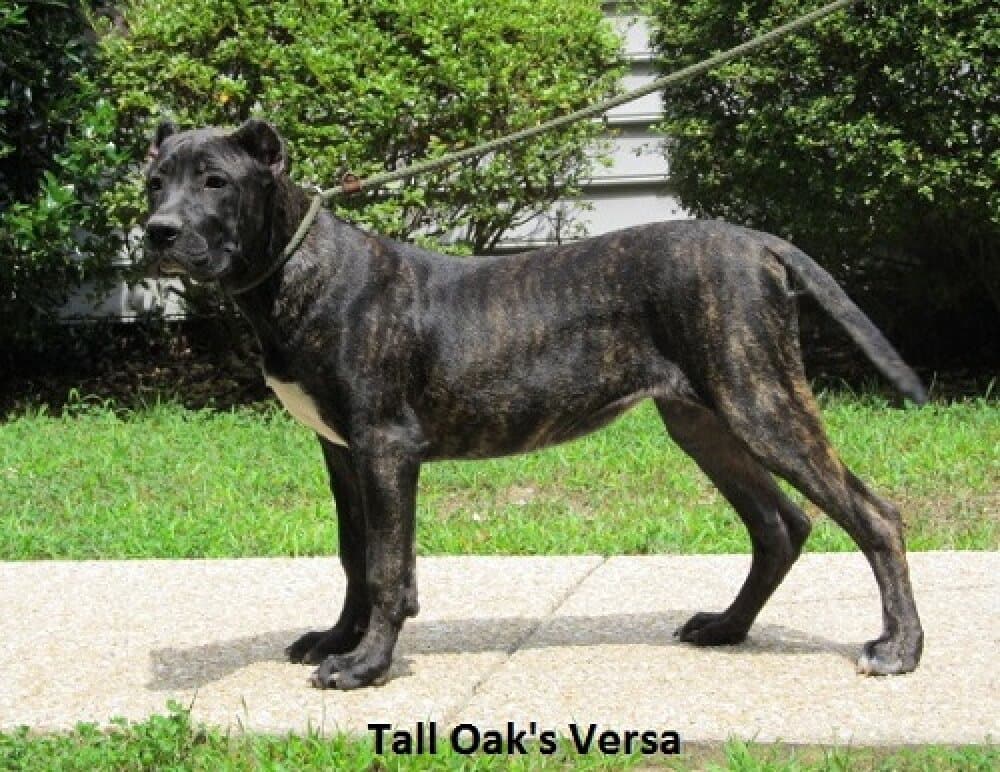 VERSA OF TALL OAKS 1