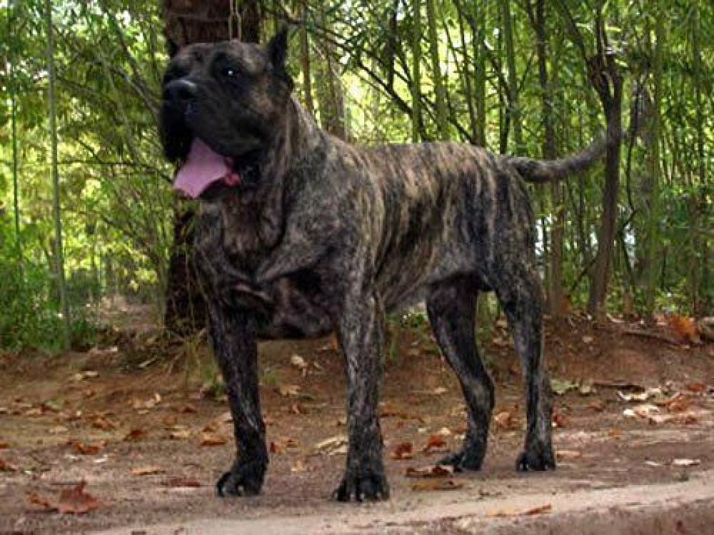 MAGO DE DOG REAL 1
