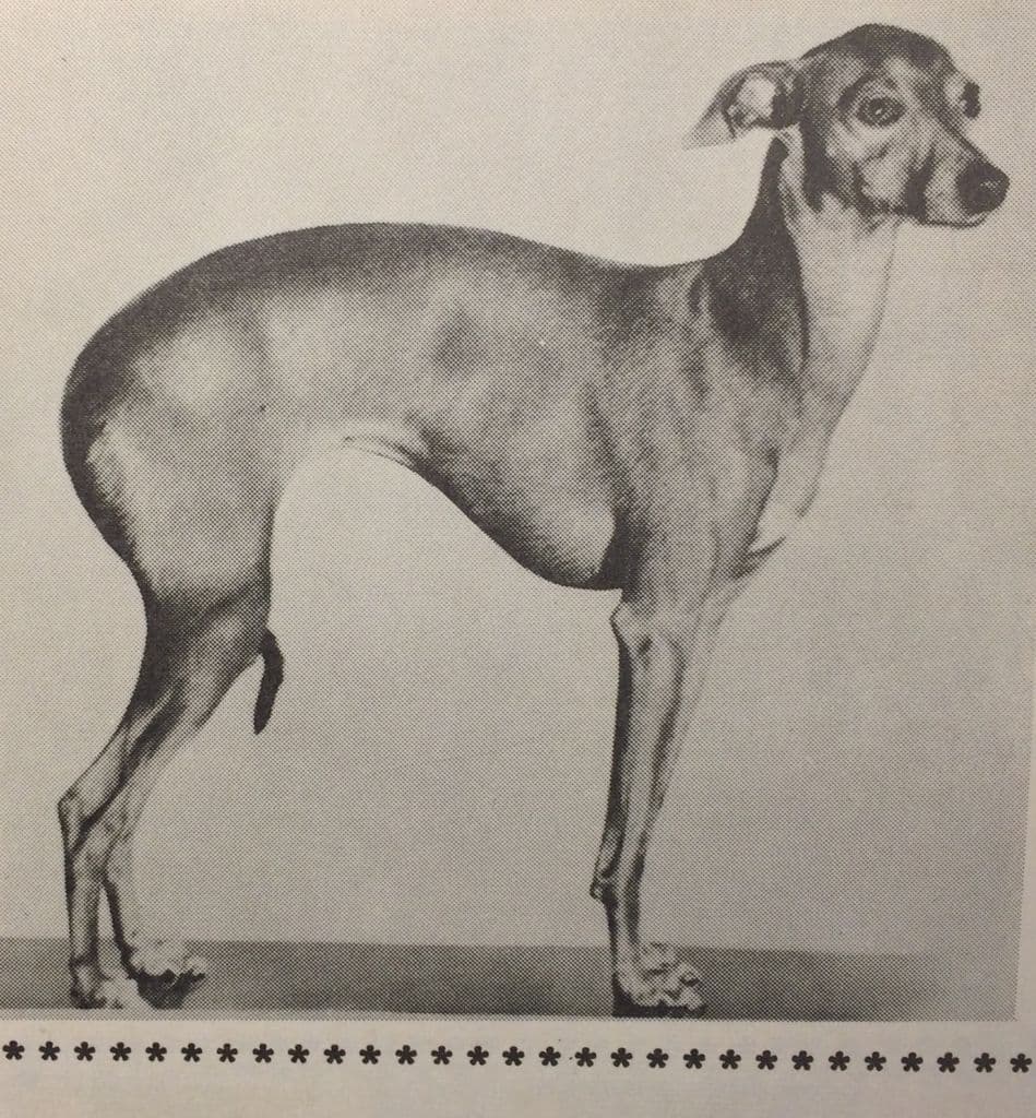 Chichilaka Of Meera 1