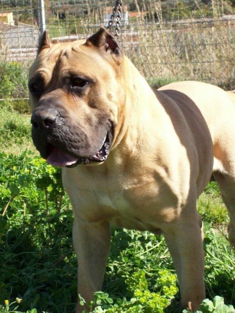 BOSS DE BENETUR 1