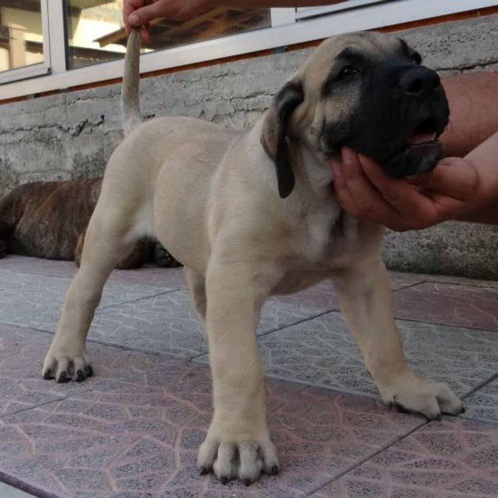BIG BOY OF IMPERATOR 1