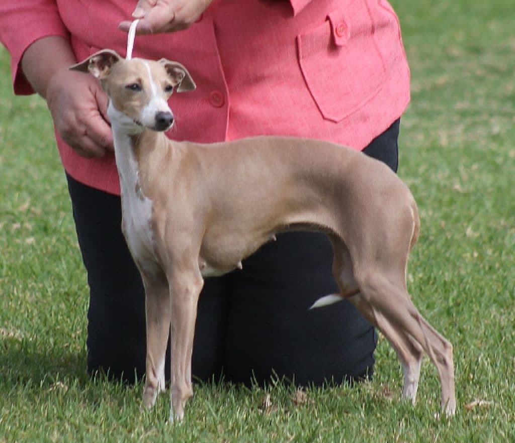 Igmajik Peggy Sue 1