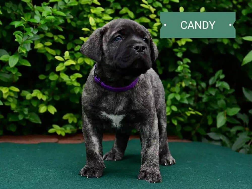 BRINDLE HOOLIGANS CANDY 1