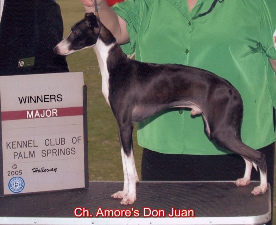 Amore's Don Juan D'Eclat 1