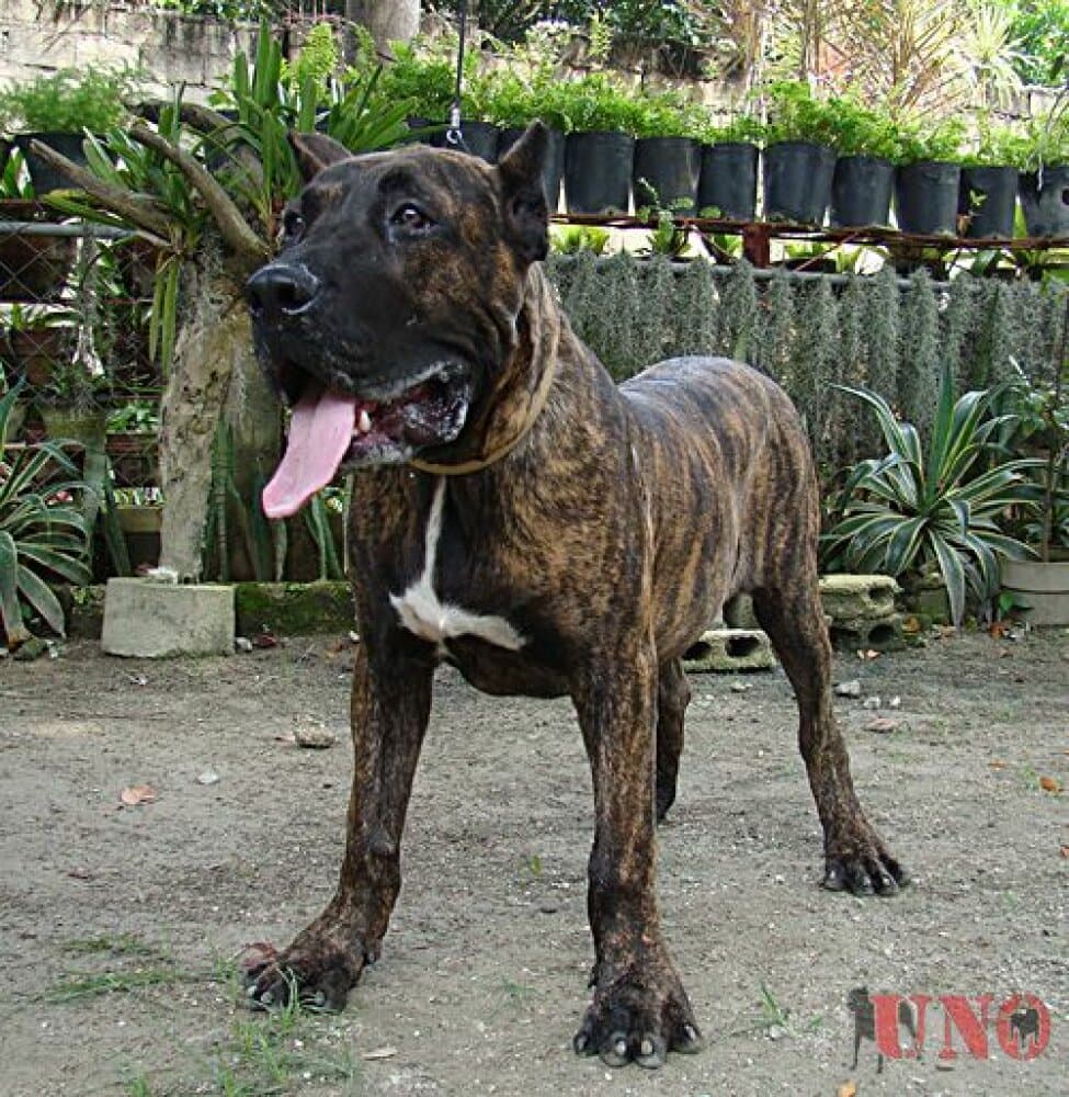 EL DIABLO DE LUCIA NIOBE 1
