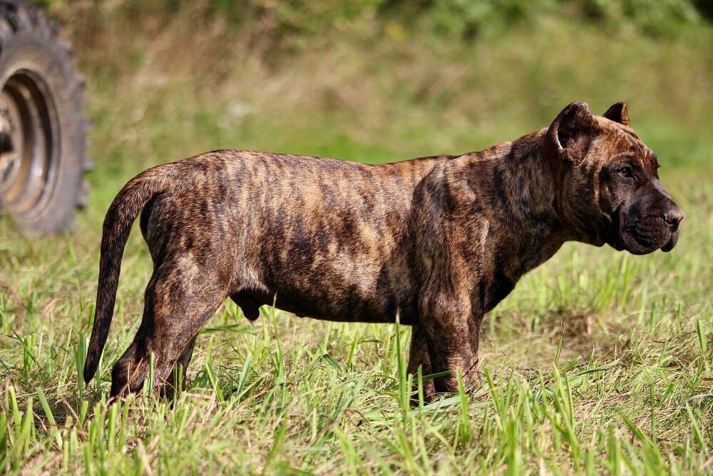 VINO ARDANZA OF PROPER K9 1