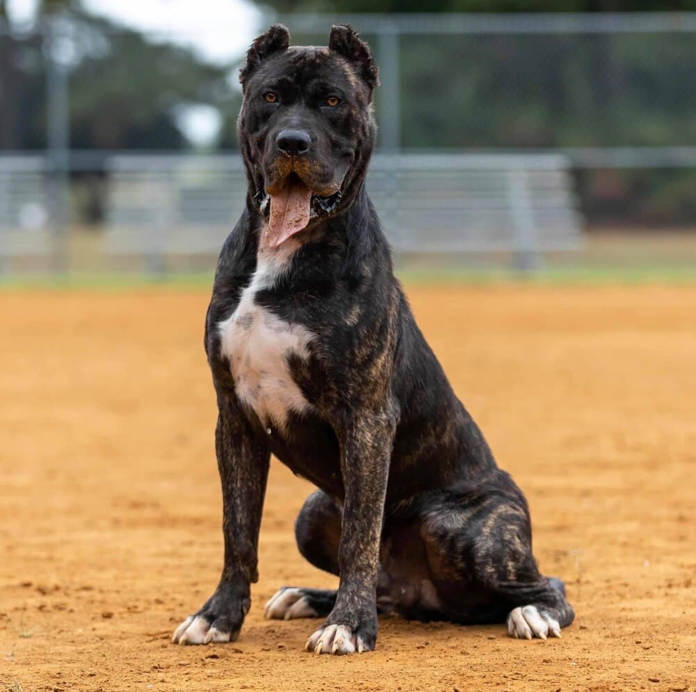 LA QUICA DE PERRO DEL RELAMPAGO 1