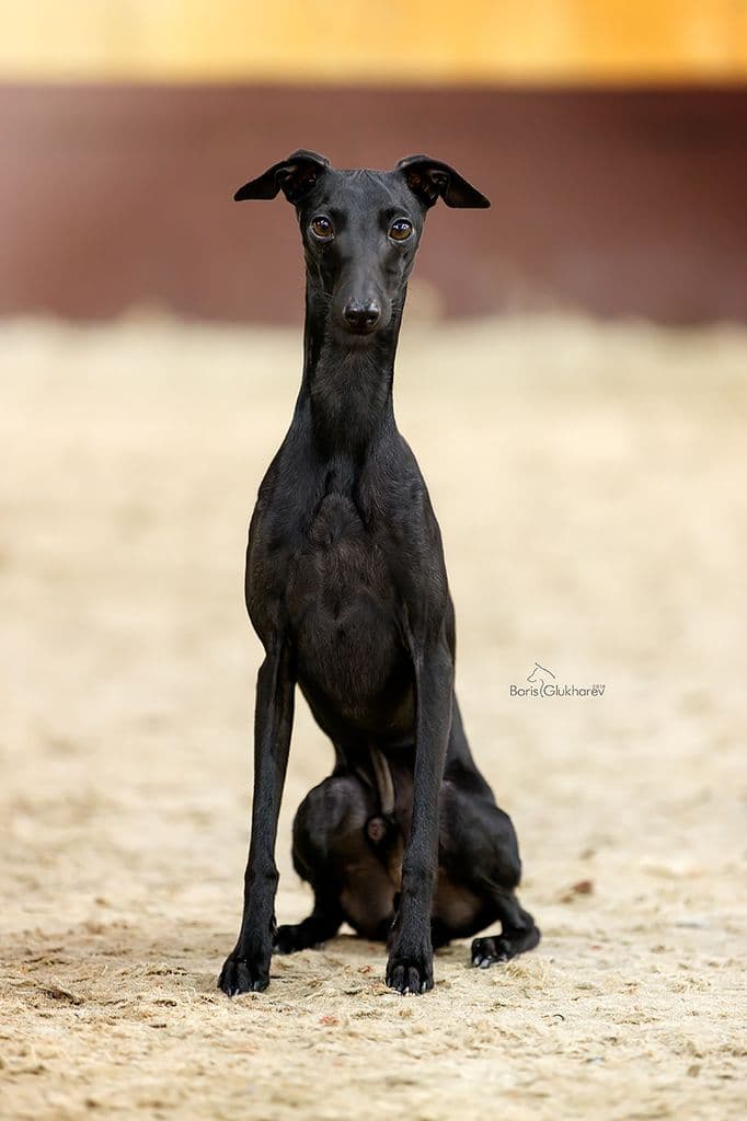 House Of Hounds Domenico 1