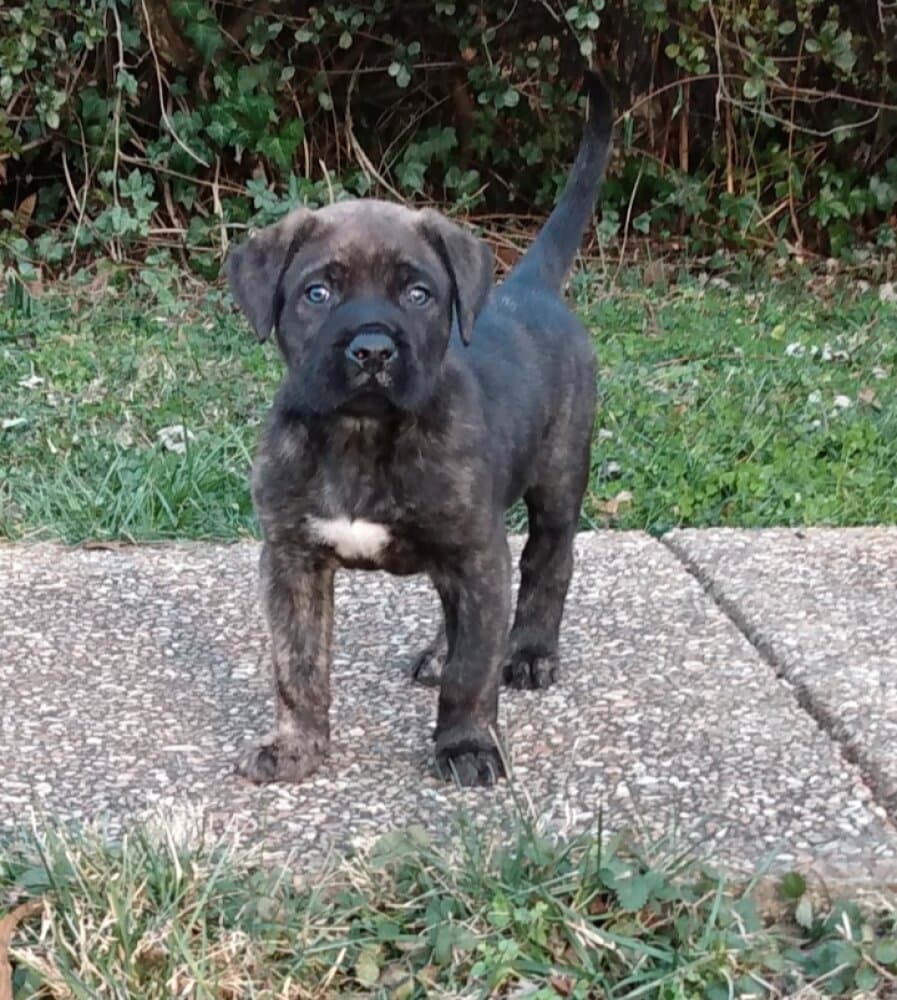 MONACAN'S PORTER 1