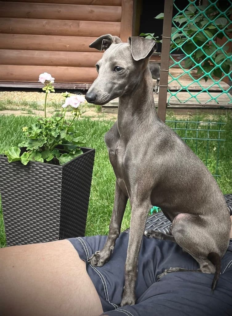 Angelo Celeste Zhozef 1