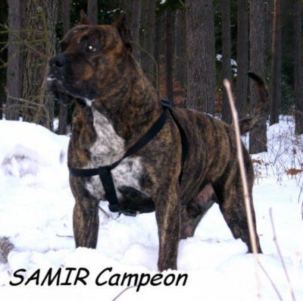 SAMIR CAMPEON 1