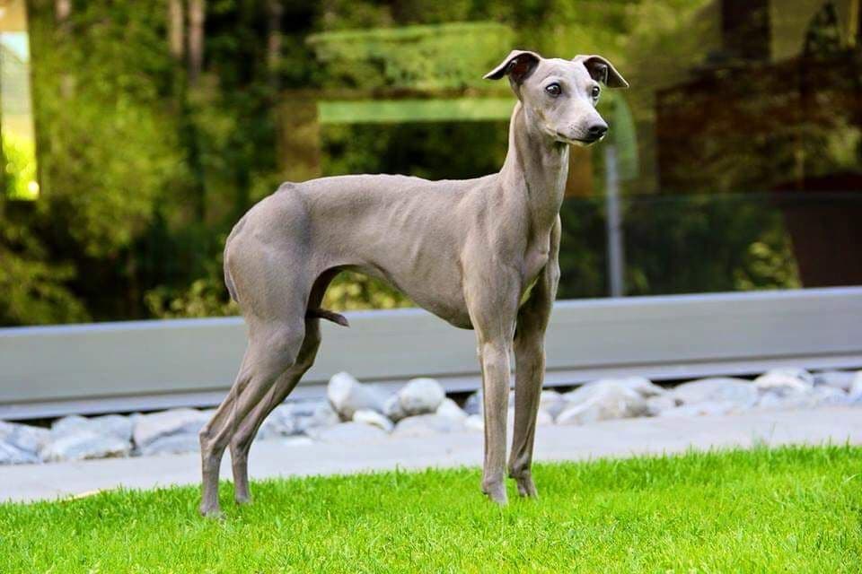 Farfallina Perla Blu 1