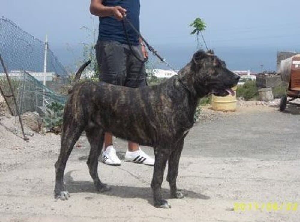 NUGA DE TAUCO 1