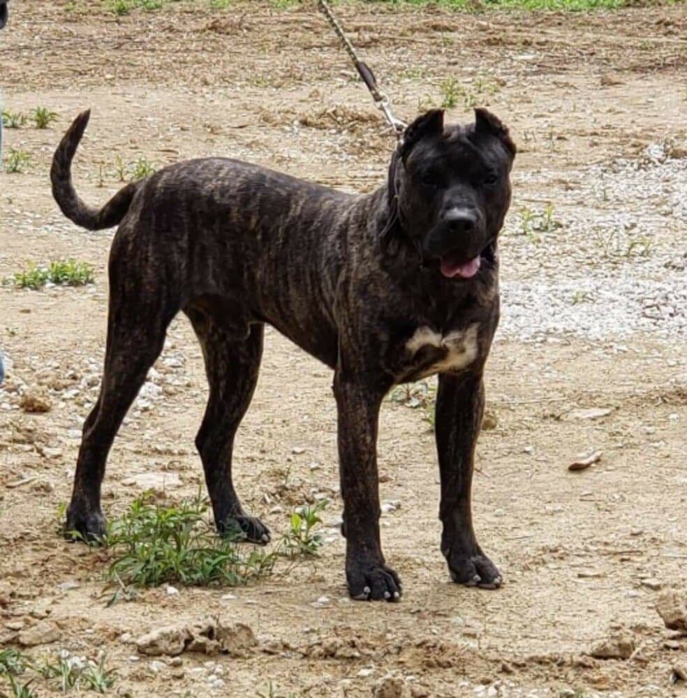 THOR DE CANARIAN BULL 1