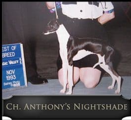 Anthony Nightshade 1