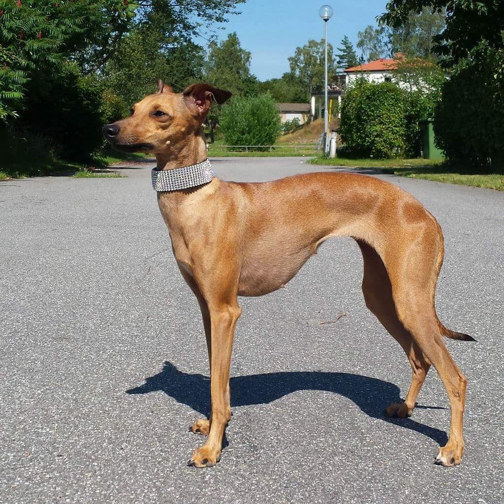 Heesa Meesas Taz Fawn Saga 1