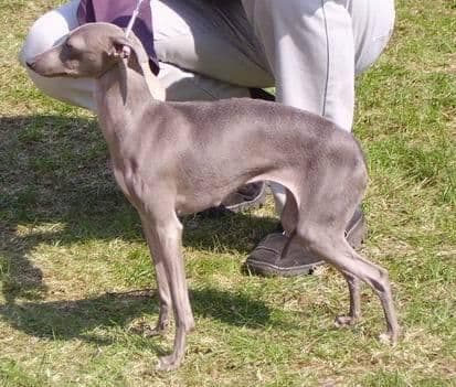Dervisch Wear Diamonds At Dogcastle 1