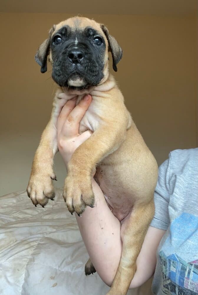 BRUCE DE V'CANBULL 1