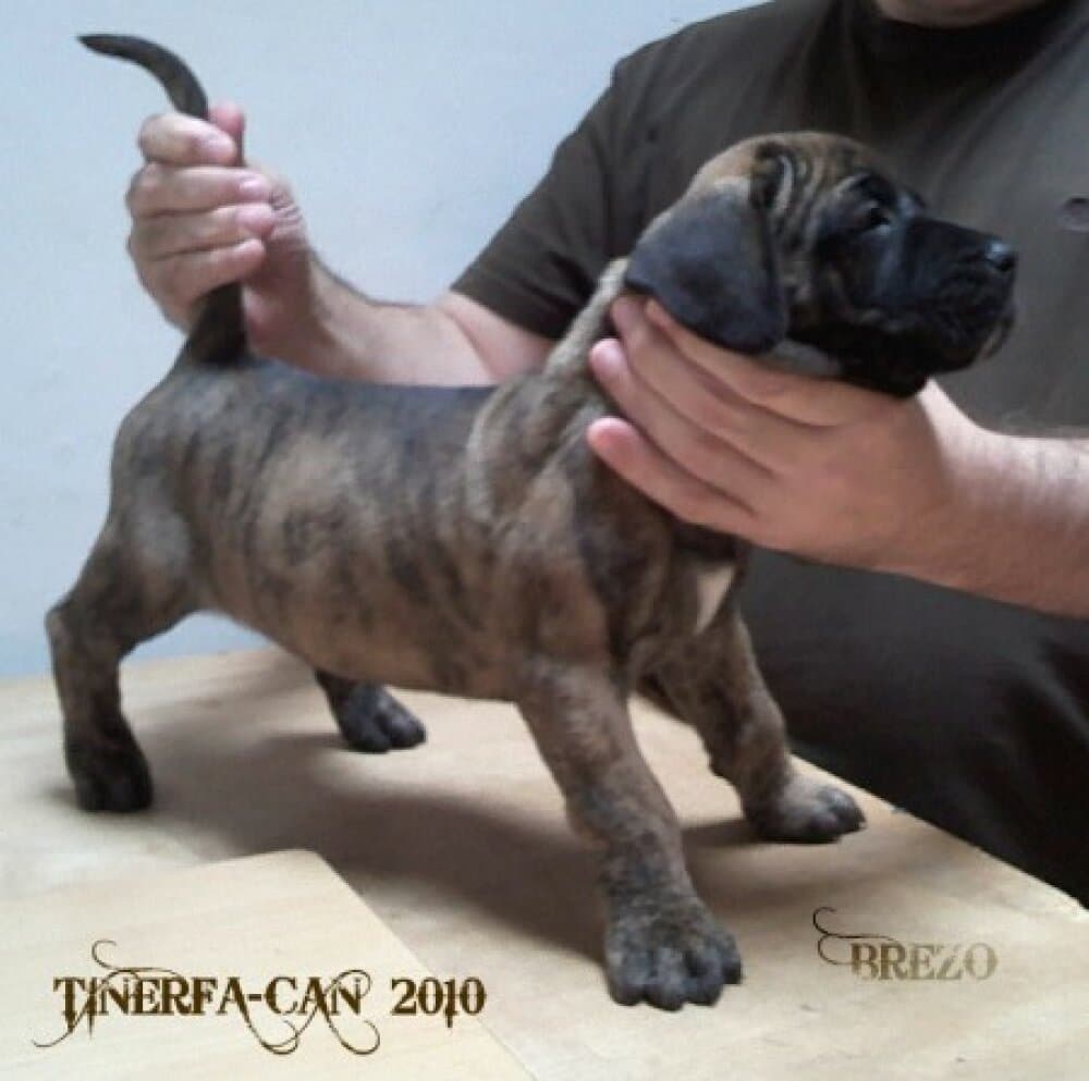 BREZO DE TINERFA-CAN 1