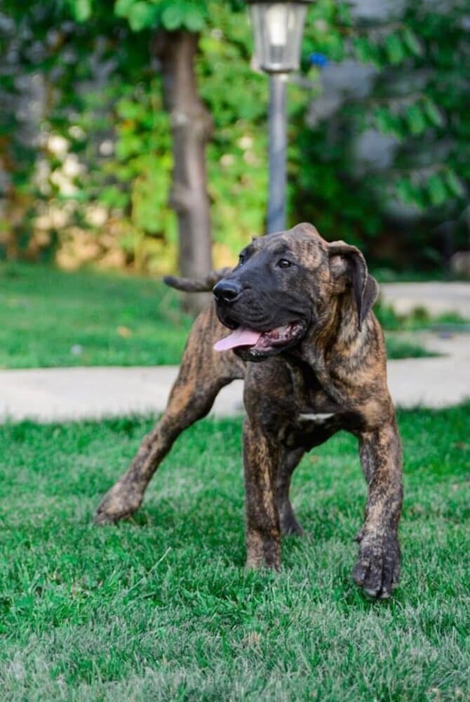 FAIER FAITH NAVZAR PRESA KENNELS 1