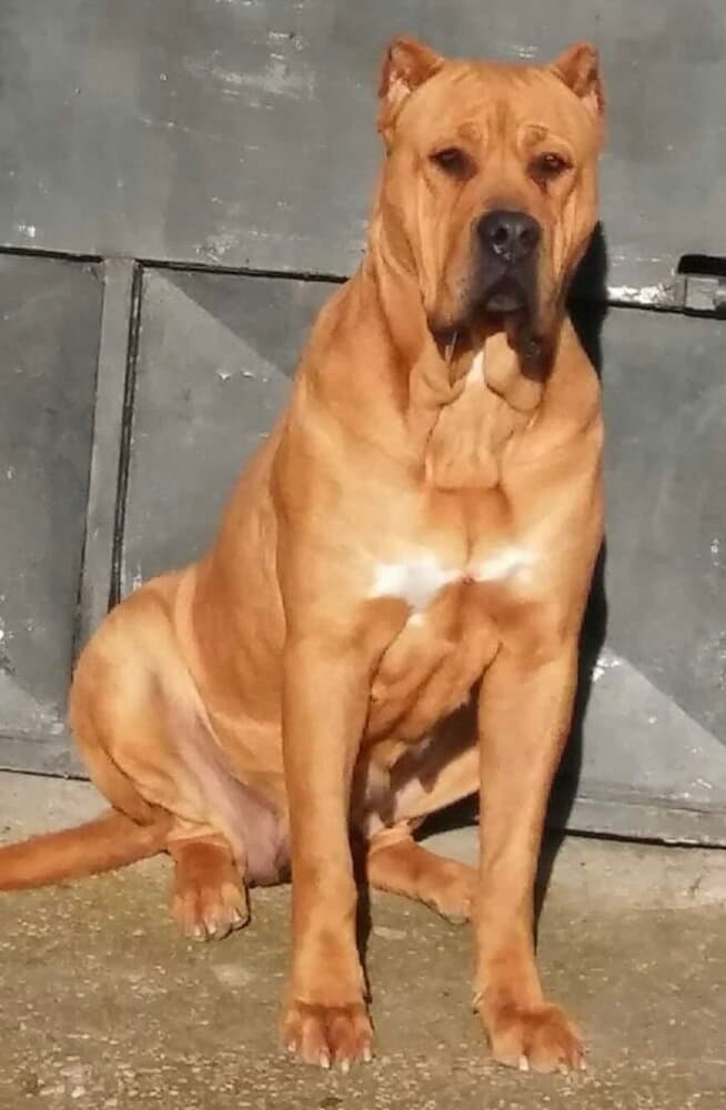 DAMA DE ALCANTARA 1