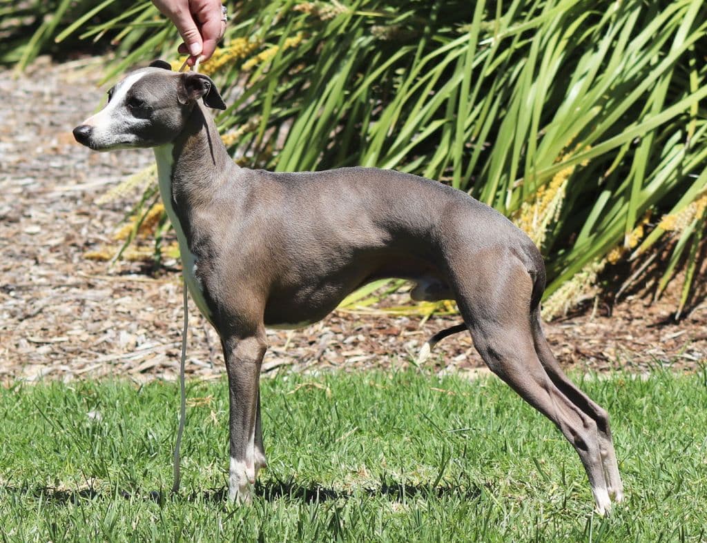 Tunamara Bolt From The Blue 1