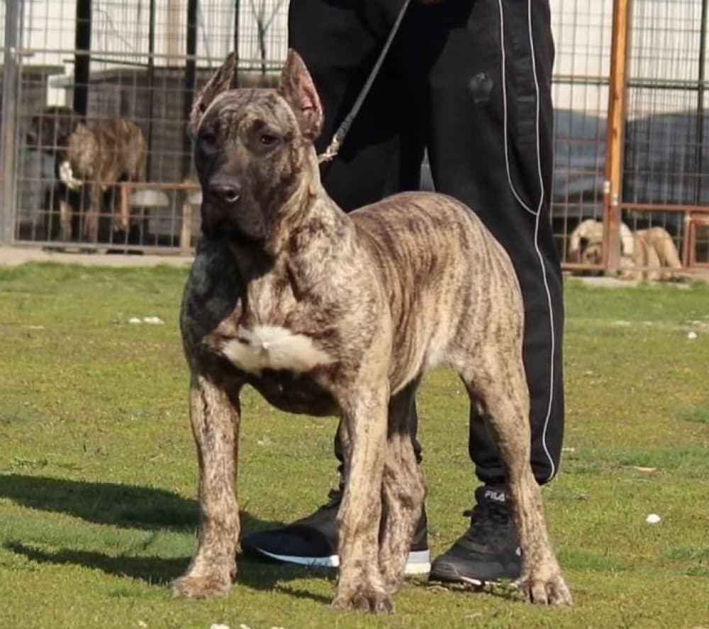 BOSS BULL CANARIO JOYA 1