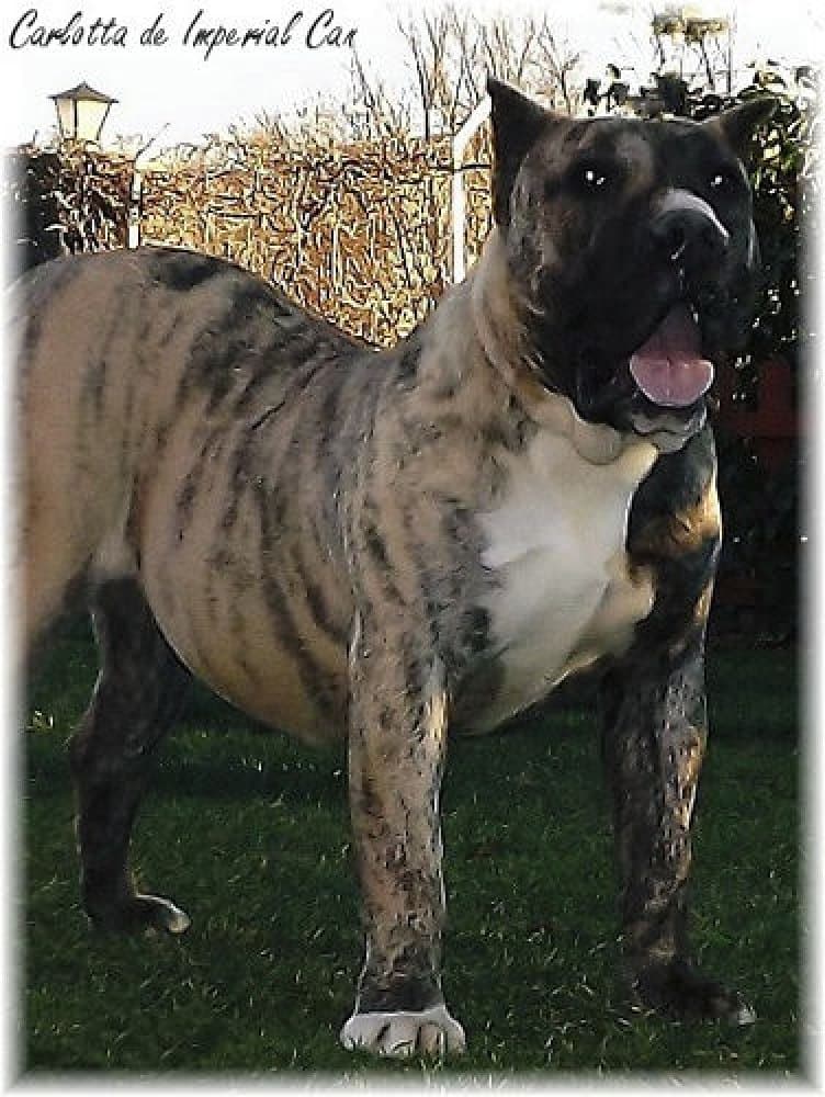 CARLOTTA DE IMPERIAL CAN 1