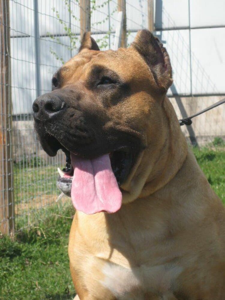 RENO BALUARTE DE LOS PERROS 1
