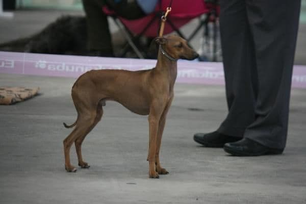 Havane Des Princes De Kazan 1