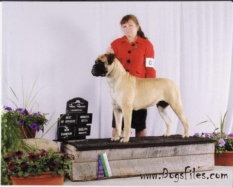 KNATCHBULL'S MILLIE OF SANROSE 1