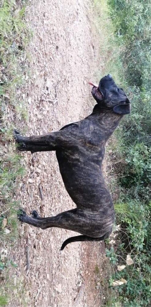 SIRCA DE SAMCOR 1
