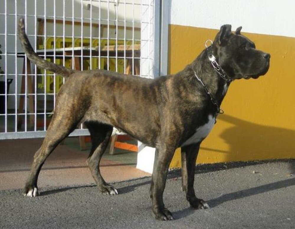 MORENA DE ISMAEL SANTIAGO 1