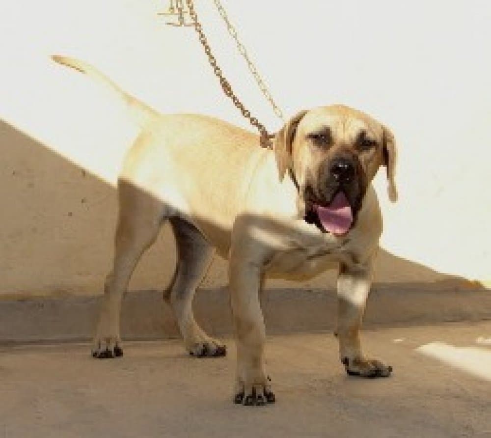 ATENEA DE LA JACHA 1