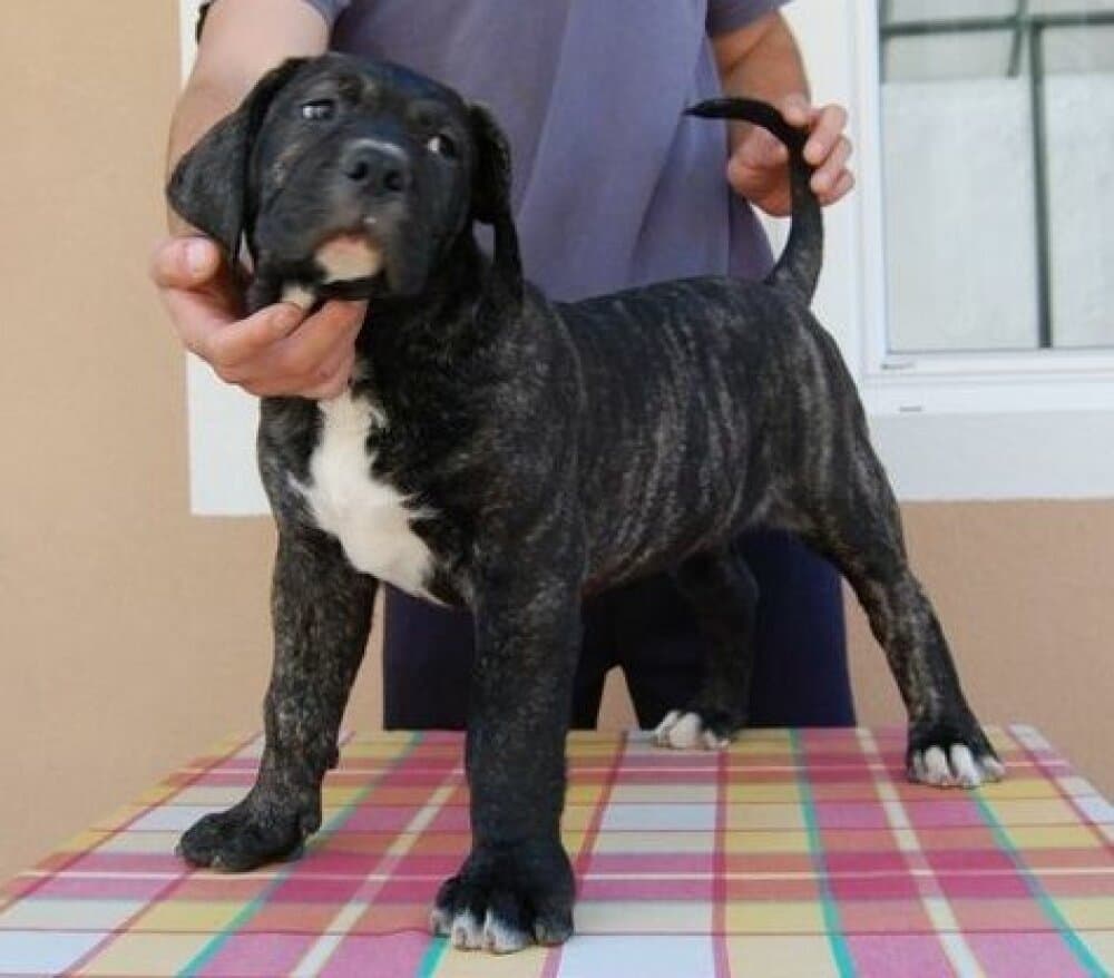 EROS RABIOSO BOYERO 1