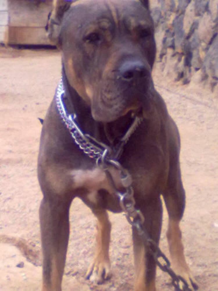 ROCO DE PERRO DE LA TIERRA 1
