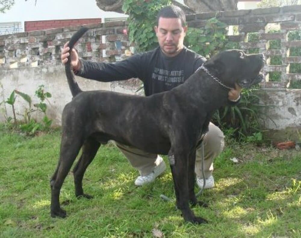 MULATO DE RANCHO BRAVO 1