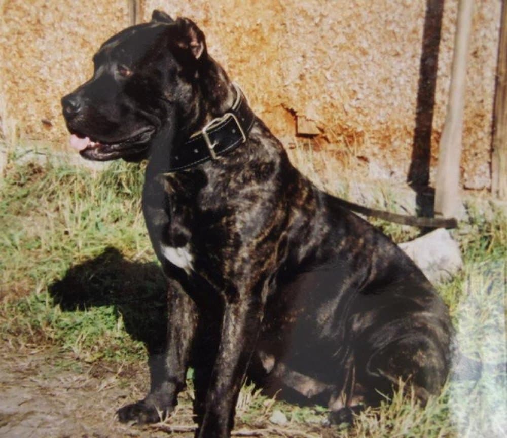 BURMA LEX REGNUM 1