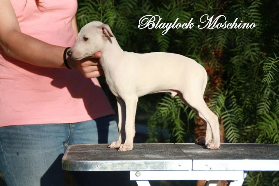 Blaylock Moschino 1