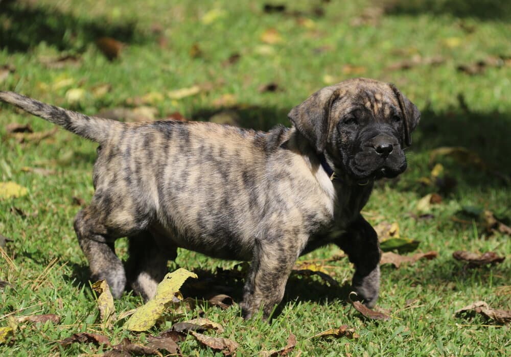 COOPER DE CABEZA GRANDE 1