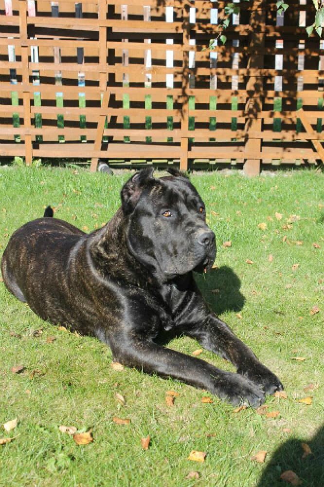MAX DE MOZACAN BULL (TANK) 1