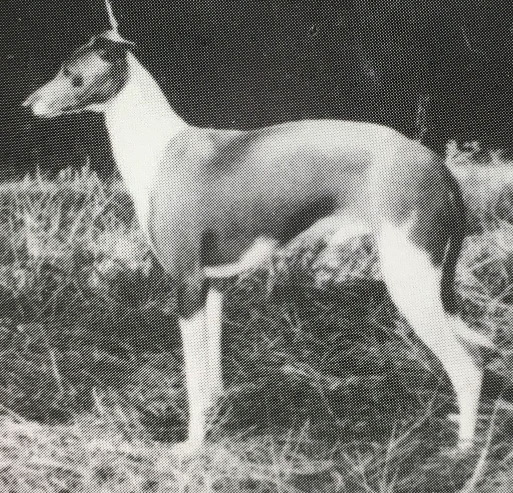 Silver Bluff Classy Chassis 1