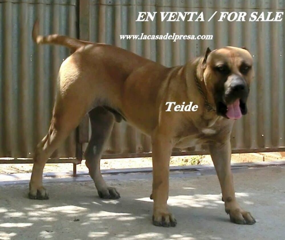 TEIDE DE CASA DEL PRESA 1