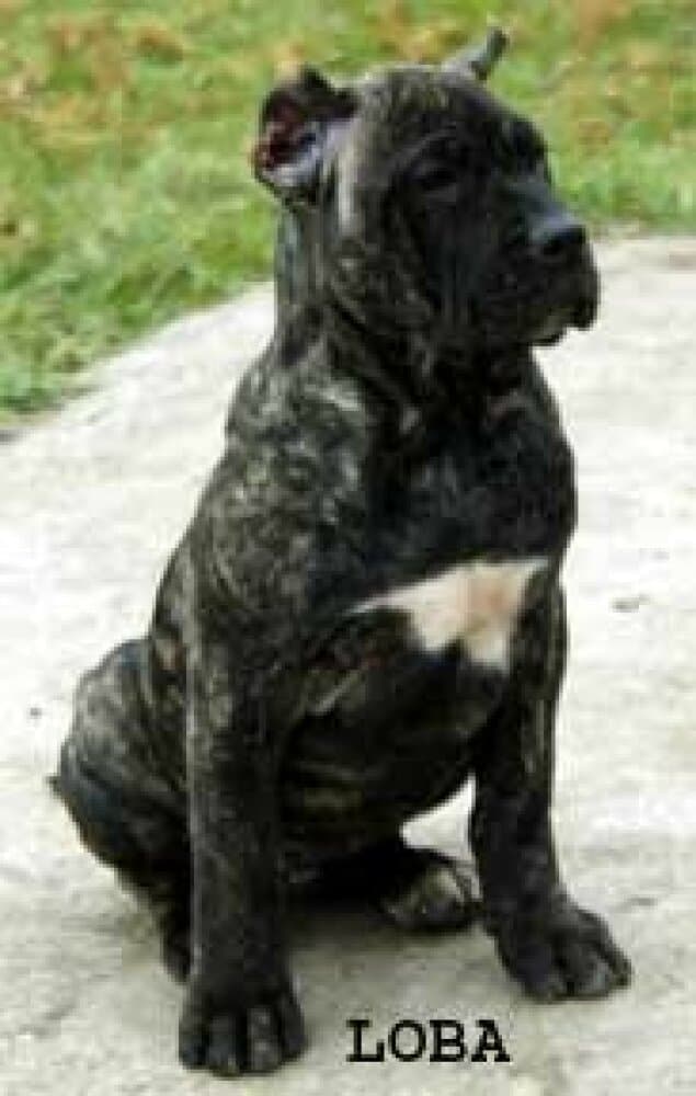 RED STAR LOBA 1