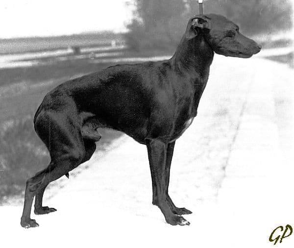 Django Il Piccolo Azzuro 1