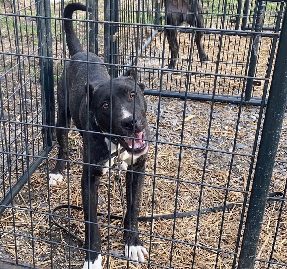 ISIS DE SEVERN KENNELS 1
